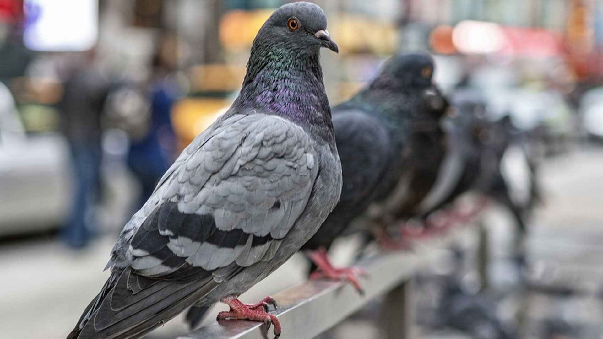 পায়রা থেকে হতে পারে ভয়াবহ সব রোগ 