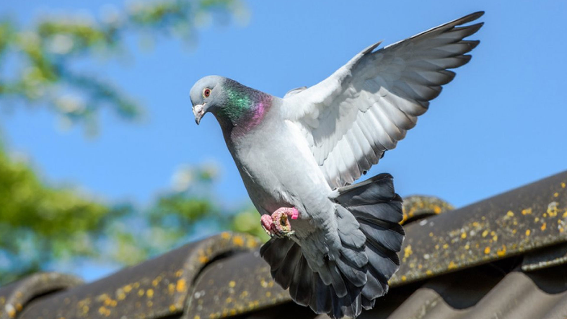 pigeon3