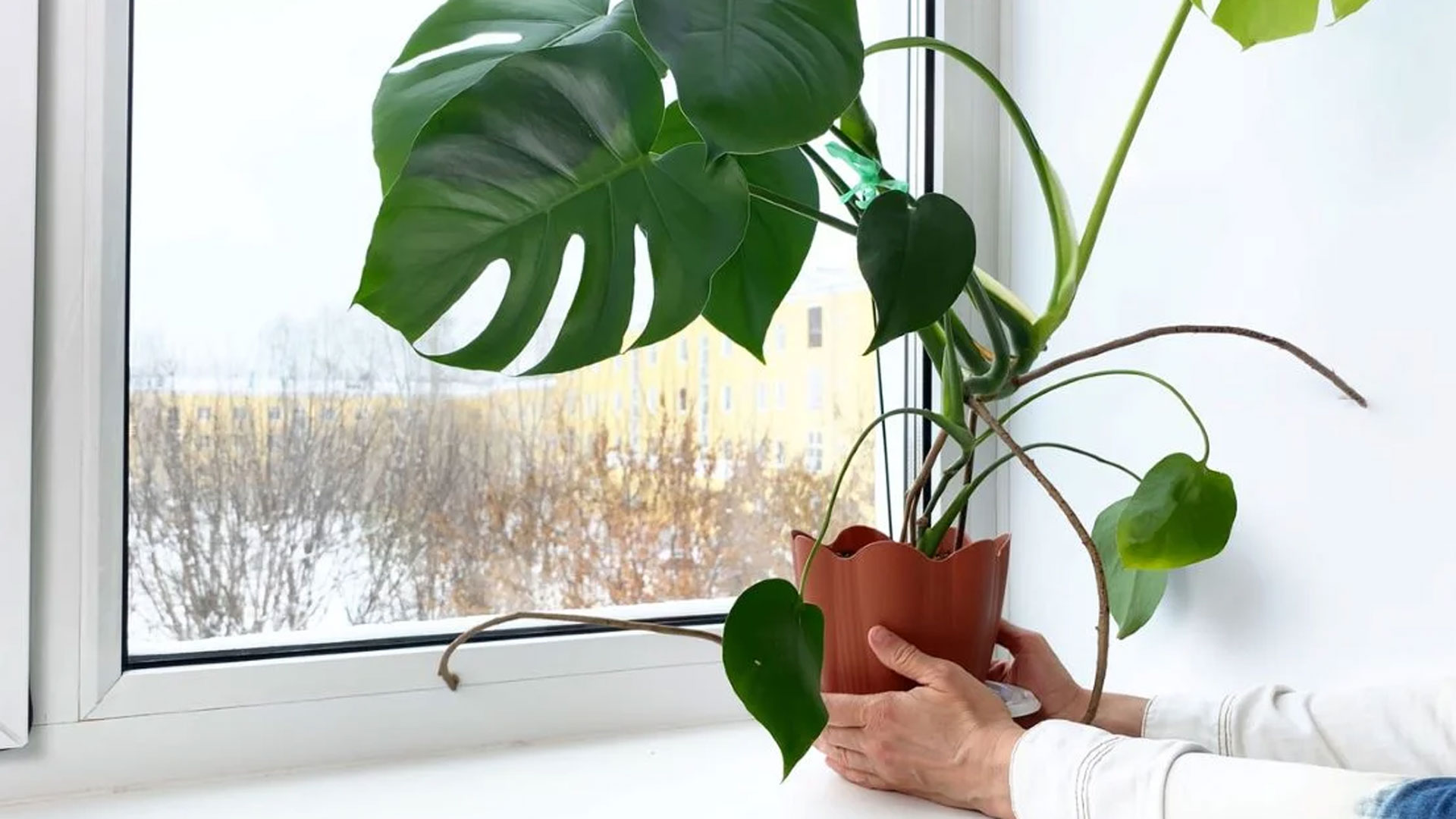 plant2