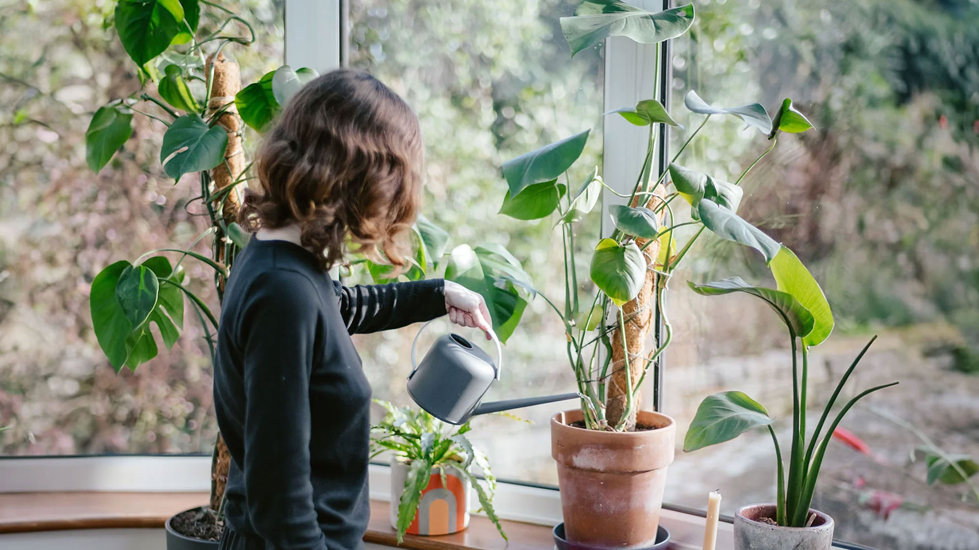 plant3