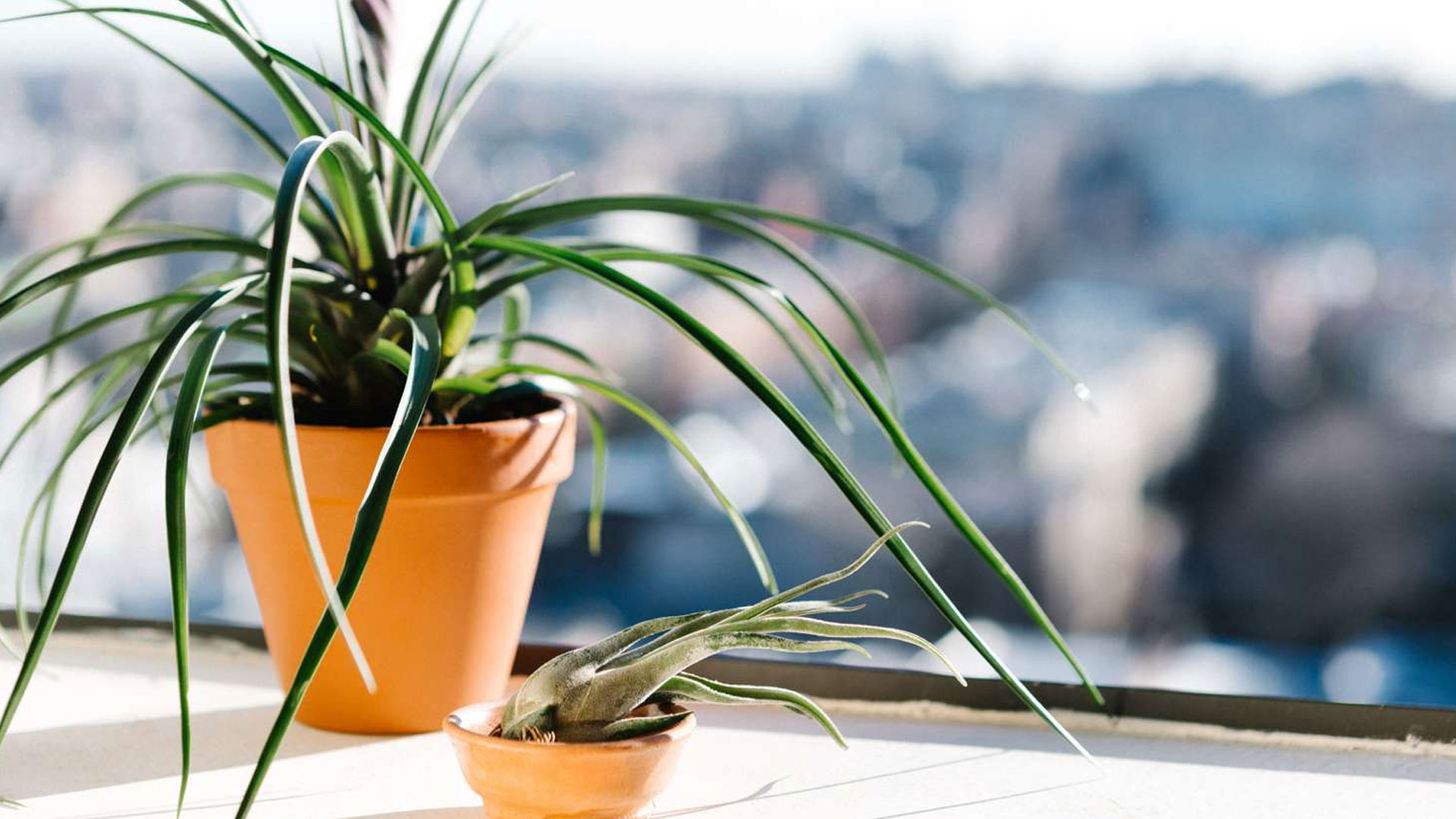 plant4