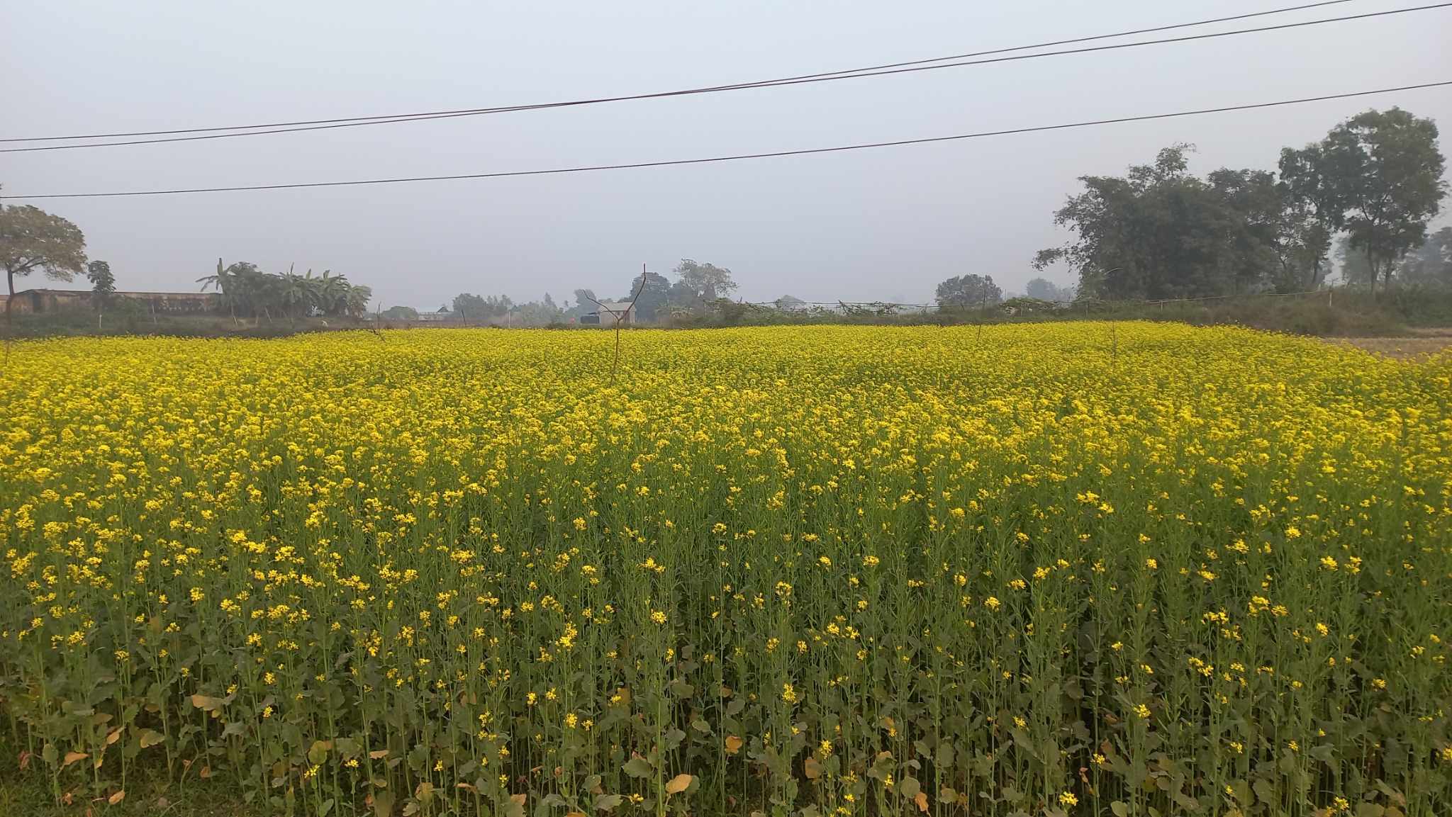 received_415234257503935