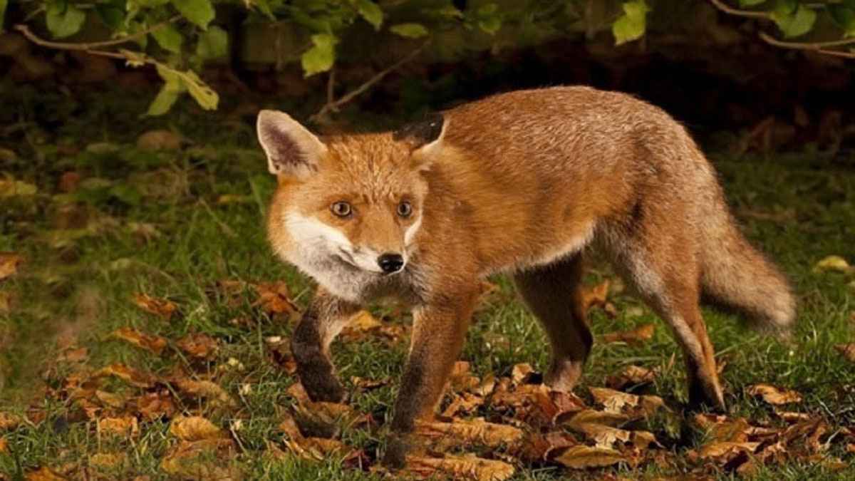 প্রকাশ্যে ‘শিয়াল জবাই’ করে মাংস বিক্রি, ভিডিও ভাইরাল