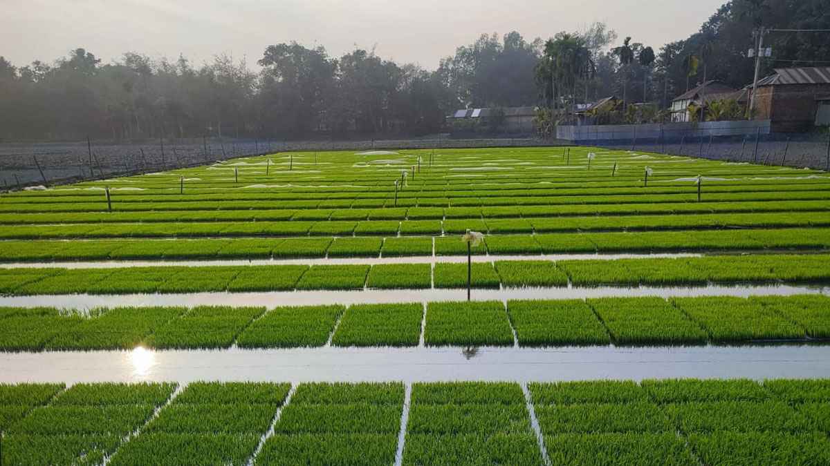 ‘সমলয়’ পদ্ধতিতে ধান চাষ, আগ্রহ বেড়েছে কৃষকদের