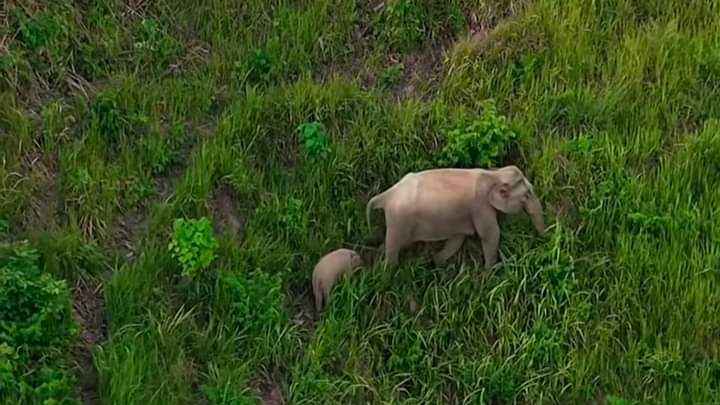 কক্সবাজারে বন্যহাতির আক্রমণে একজনের মৃত্যু