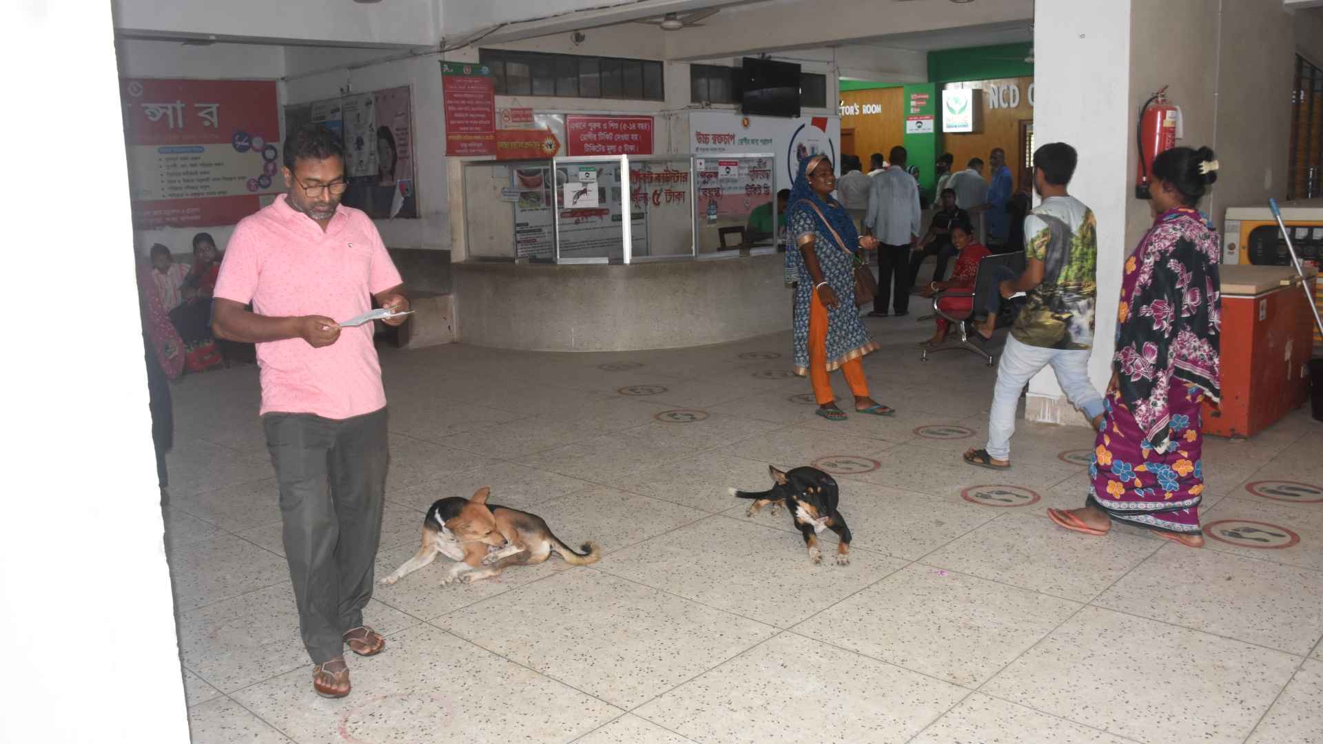 চৌগাছা হাসপাতালে কুকুরে বসবাস!