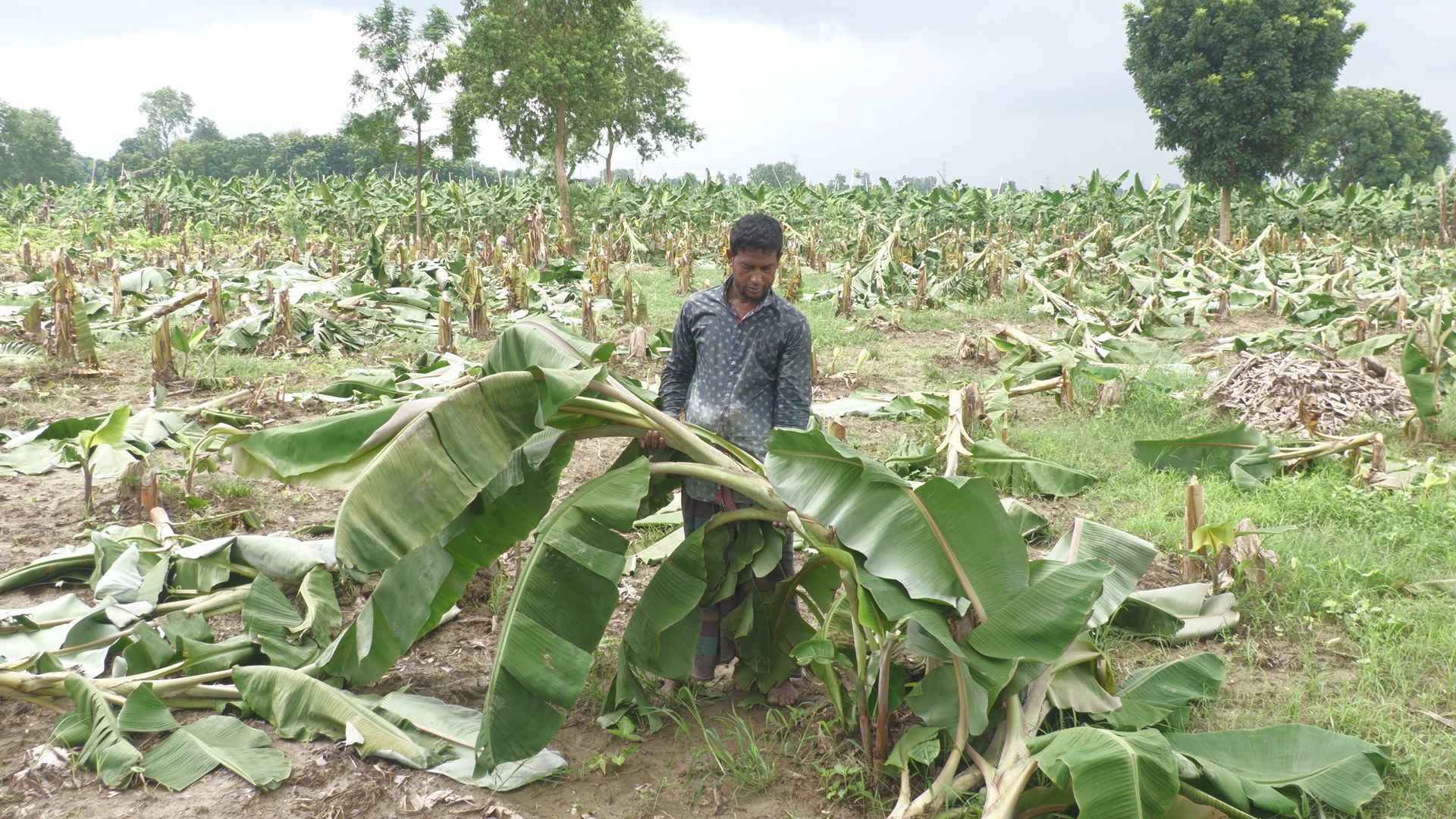 শৈলকুপায় ২৫ কৃষকের ১০ হাজার কলাগাছ কেটে দিল দুর্বৃত্তরা