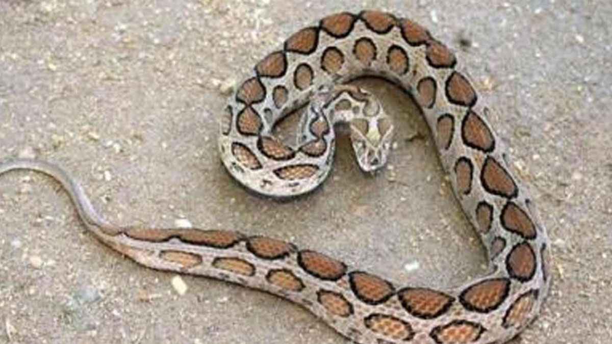 রাজশাহীতে ছোবল খেয়ে রাসেলস ভাইপার নিয়ে হাসপাতালে কৃষক