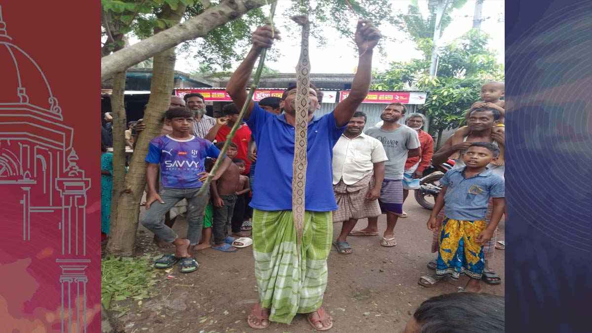 রাসেলস ভাইপারের ফাঁসি দিল গ্রামবাসী, পশু চিকিৎসক করলেন অস্ত্রপচার