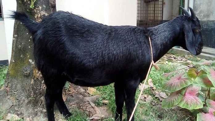 আকিকার গোশত হাদিয়া দেওয়া উত্তম নাকি রান্না করে খাওয়ানো?