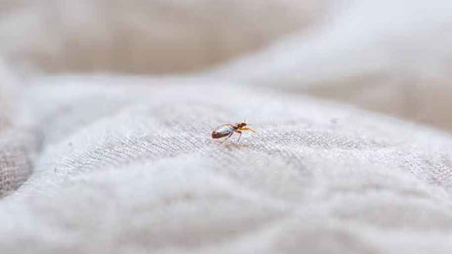 ছারপোকা গরম পানি দিয়ে মারা জায়েজ?