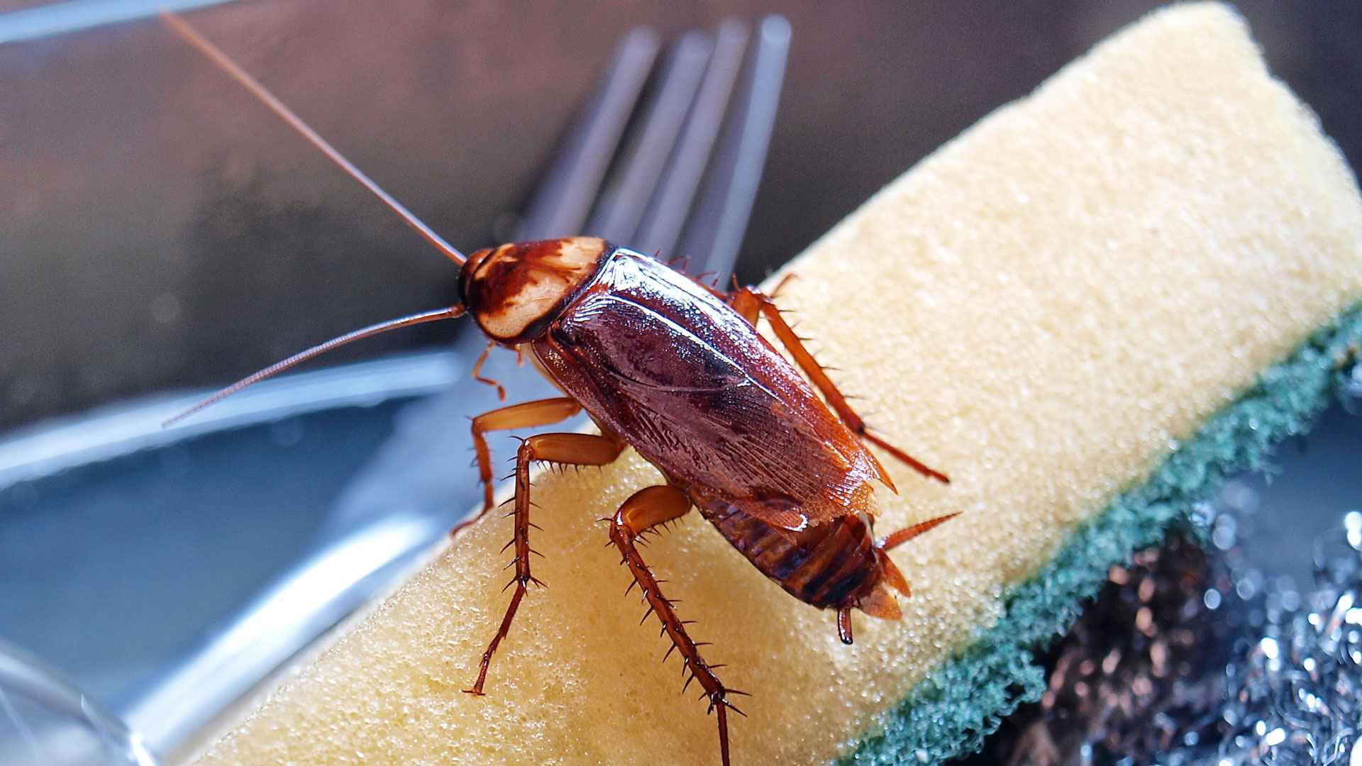 তেলাপোকা তাড়াতে ভরসা রাখুন এসব ঘরোয়া উপাদানে