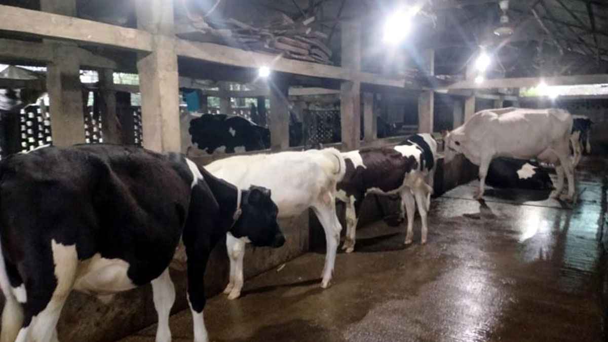 রংপুরে ক্ষুরা রোগে মরছে গরু, দিশেহারা খামারিরা