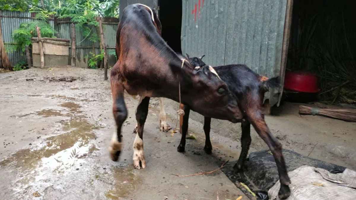 ছাগলের দুধ খেয়ে বড় হচ্ছে গরুর বাছুর, দেখতে উৎসুক জনতার ভিড়