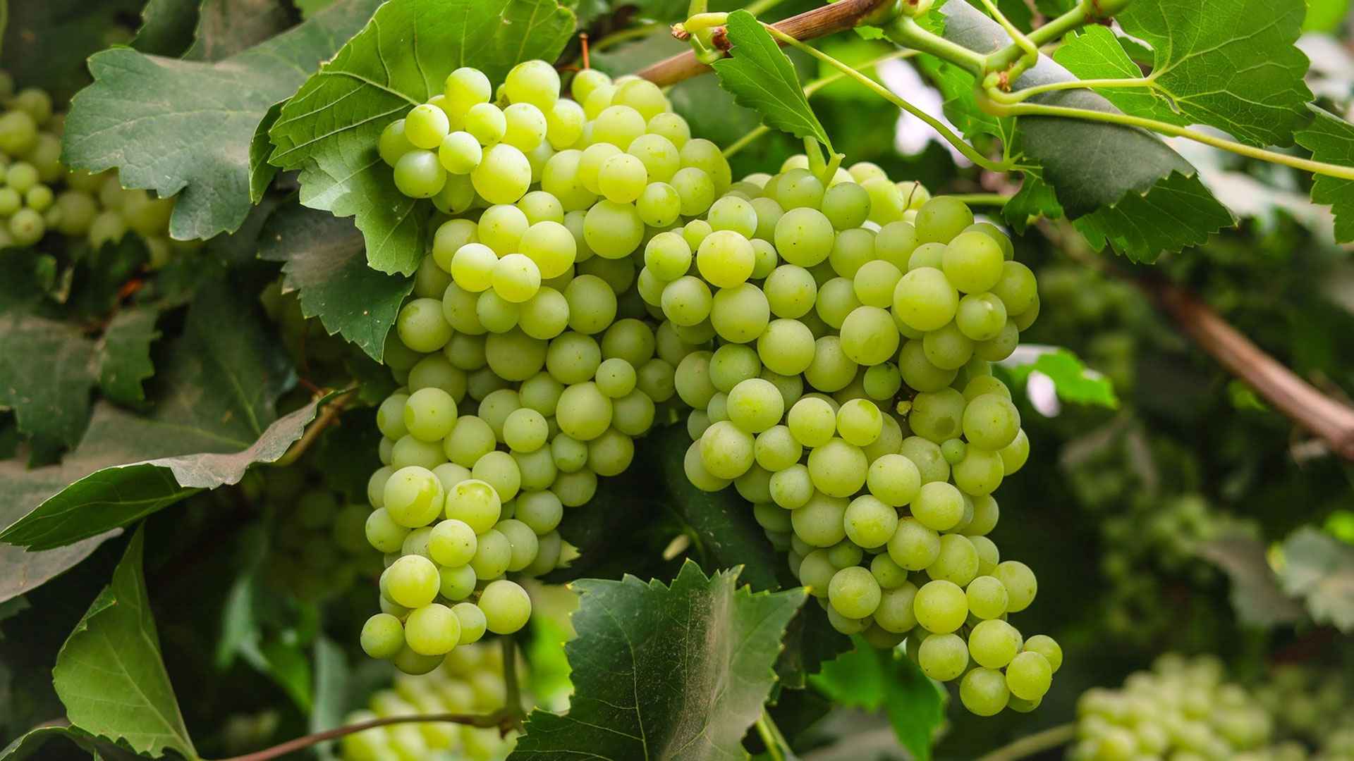 আঙুর খেলে মিলবে যেসব সুফল