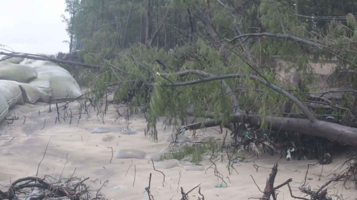 বিলীনের পথে কক্সবাজার সমুদ্র তীরের ঝাউবন