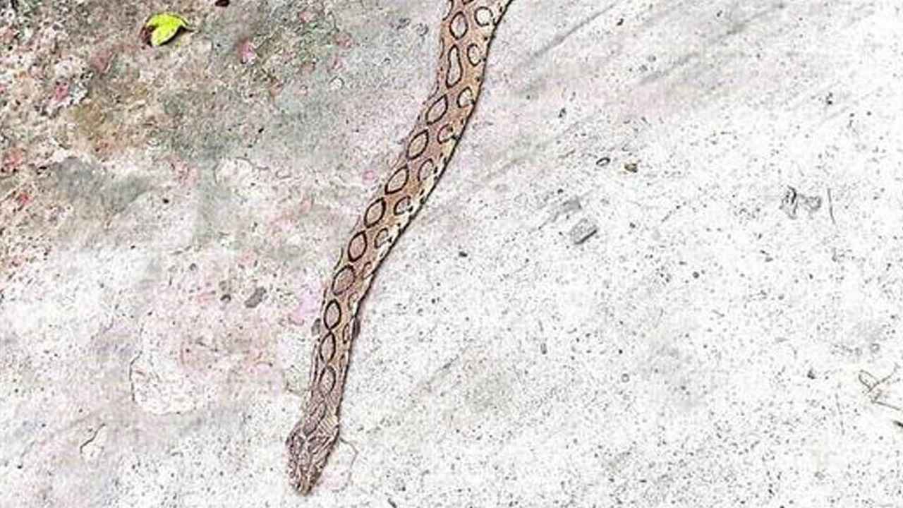 এবার থানায় ঢুকল রাসেলস ভাইপার