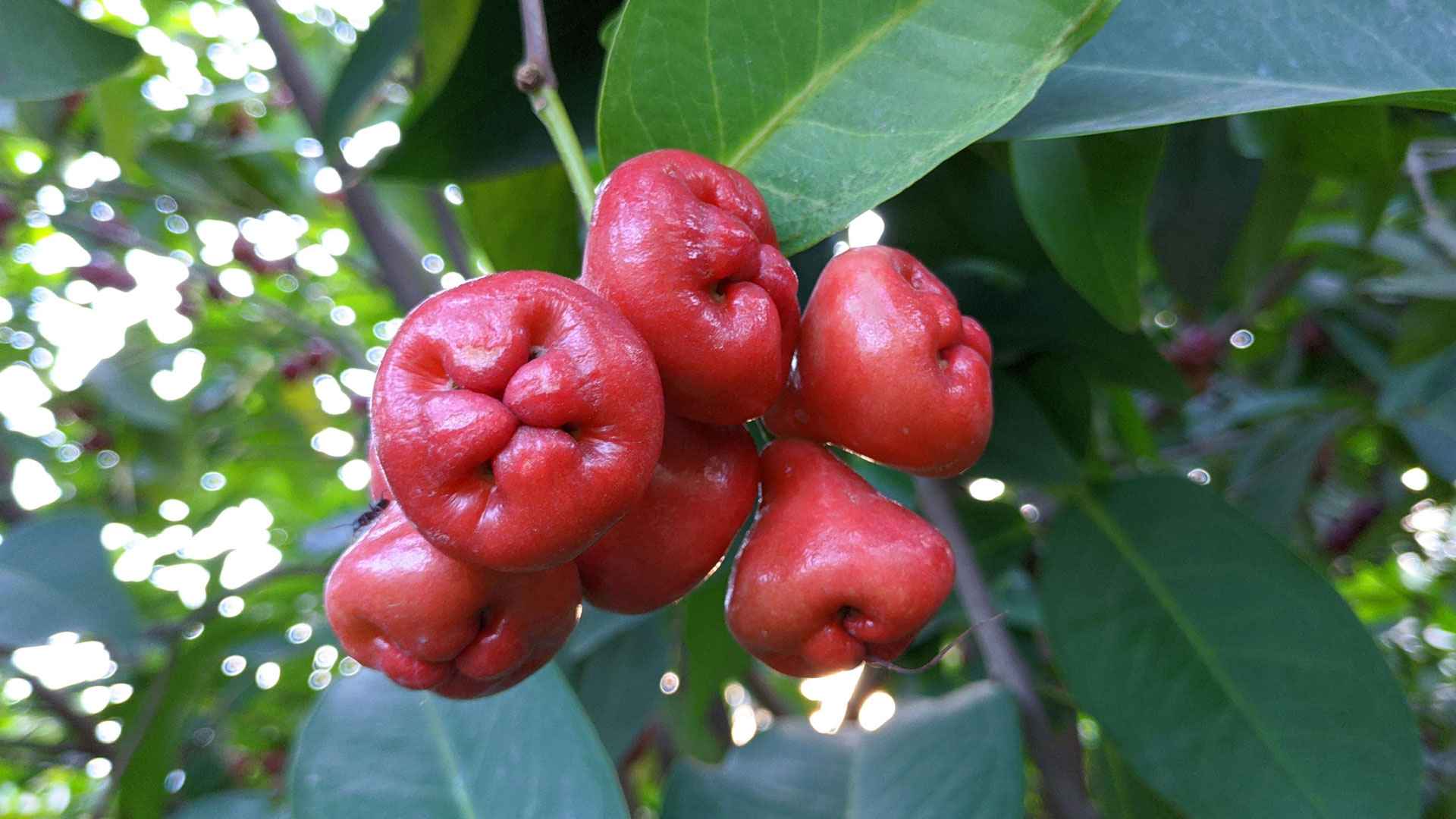 জামরুলের এসব উপকারিতা কি জানা ছিল আপনার?