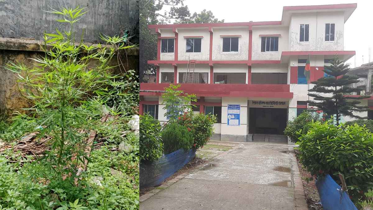 অভয়নগর প্রাণিসম্পদ দফতরের চত্বর থেকে গাঁজার গাছ উদ্ধার