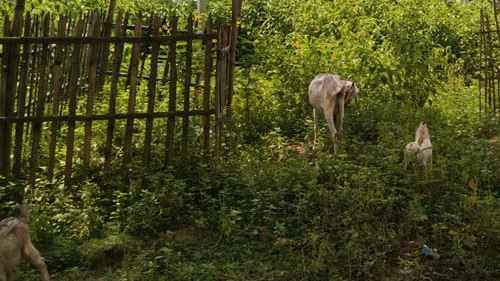 পুরোনো কবরের ওপর নতুন কবর দেওয়ার বিধান কী