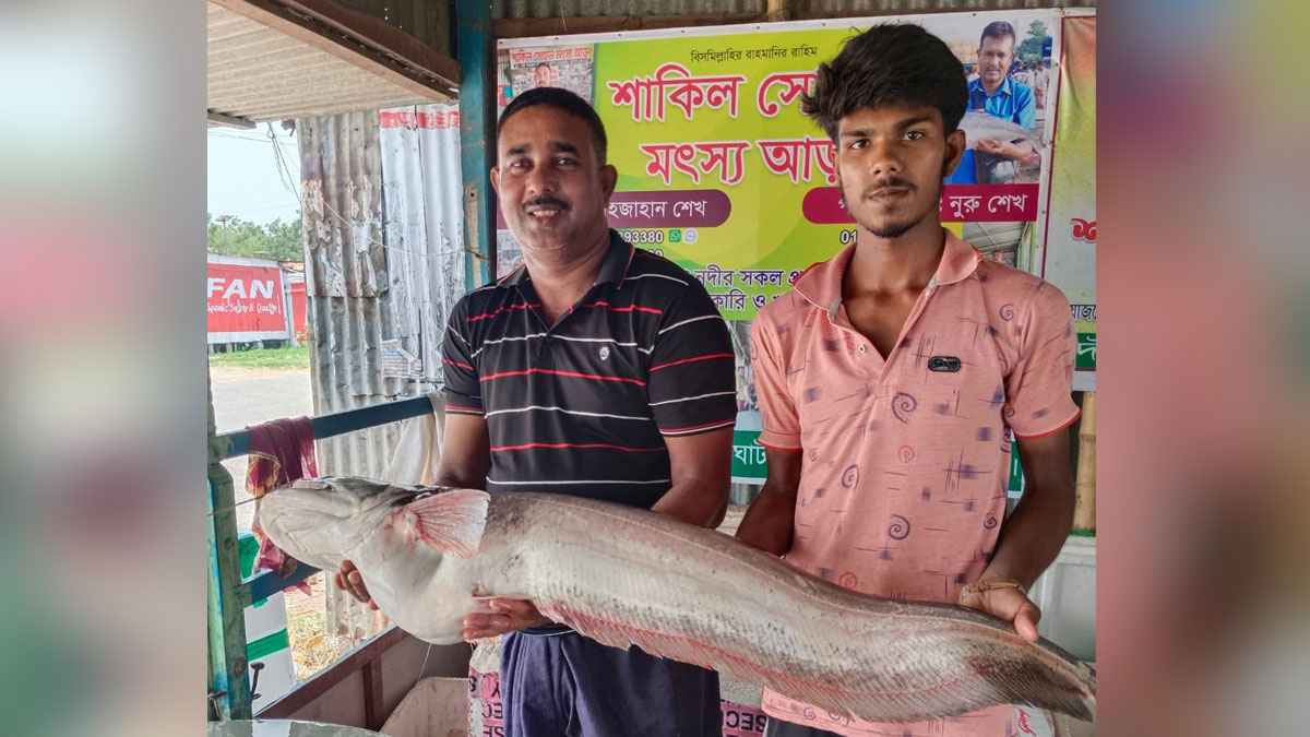 পদ্মা নদীতে জেলের জালে ১৩ কেজির বোয়াল