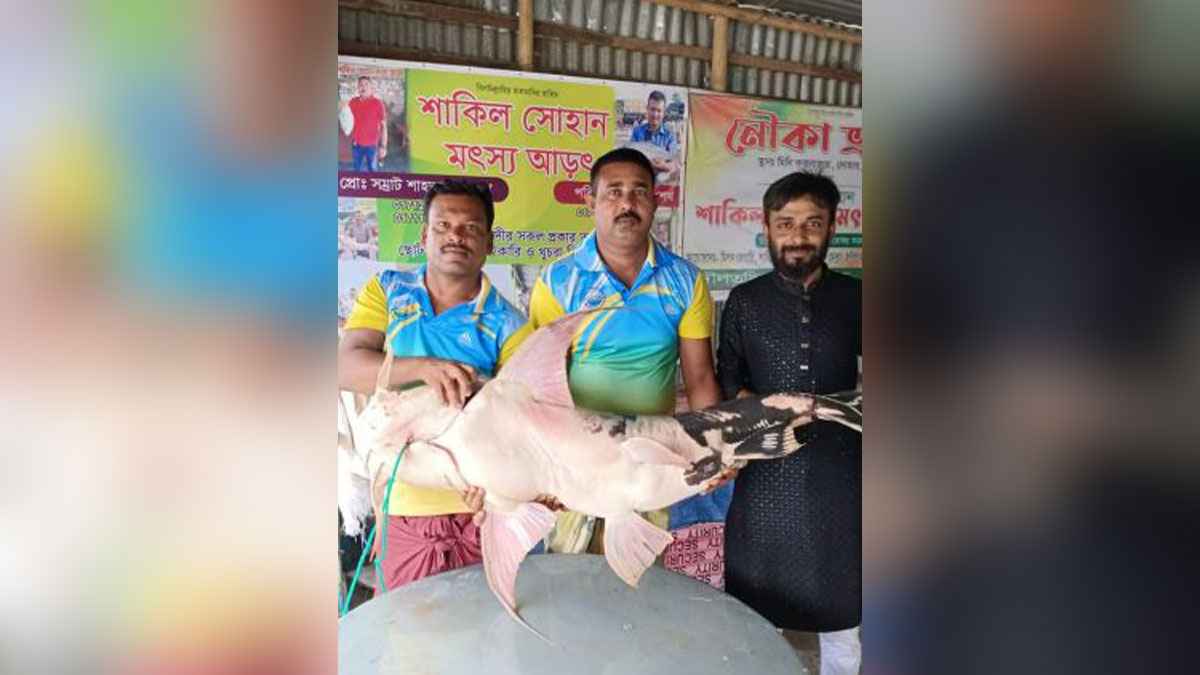 পদ্মা নদীতে জেলের জালে ২৫ কেজির বাঘাইড়