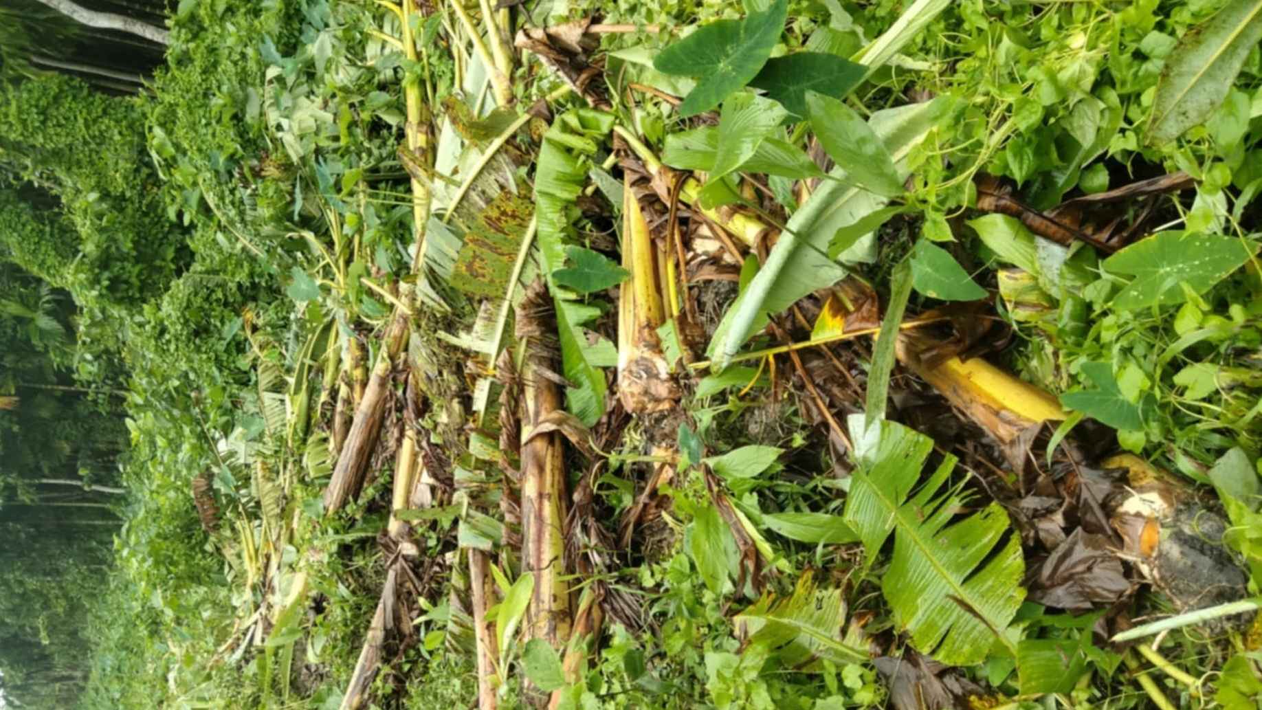 কৃষকের ২০০ কলা গাছ কেটে দিল প্রতিপক্ষ