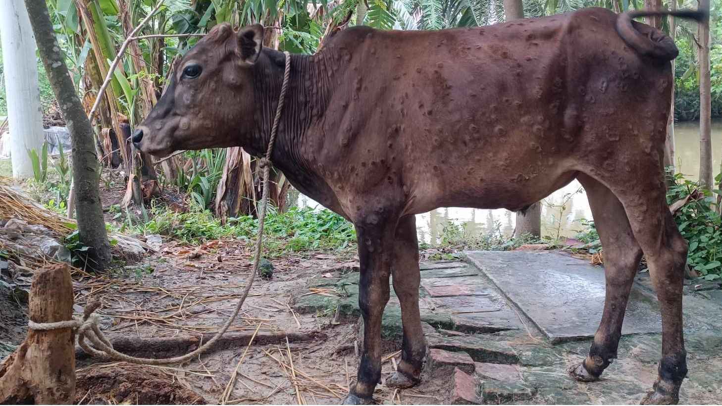 লাম্পি স্কিন রোগে এক মাসে অর্ধশতাধিক গরুর মৃত্যু