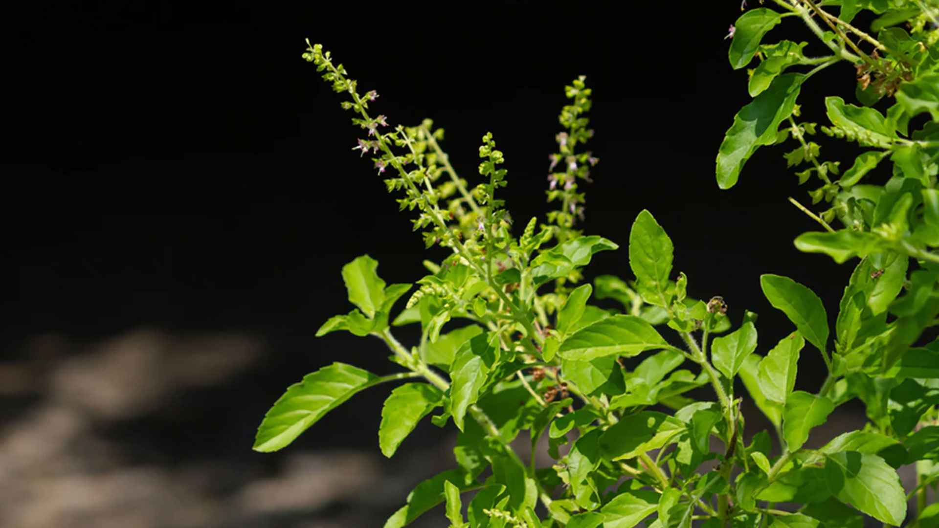 সকালে খালি পেটে তুলসি পাতা খেলে কী হয়?