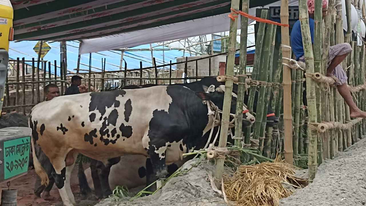 মাঝারি আকারের গরুর চাহিদা গাবতলী হাটে