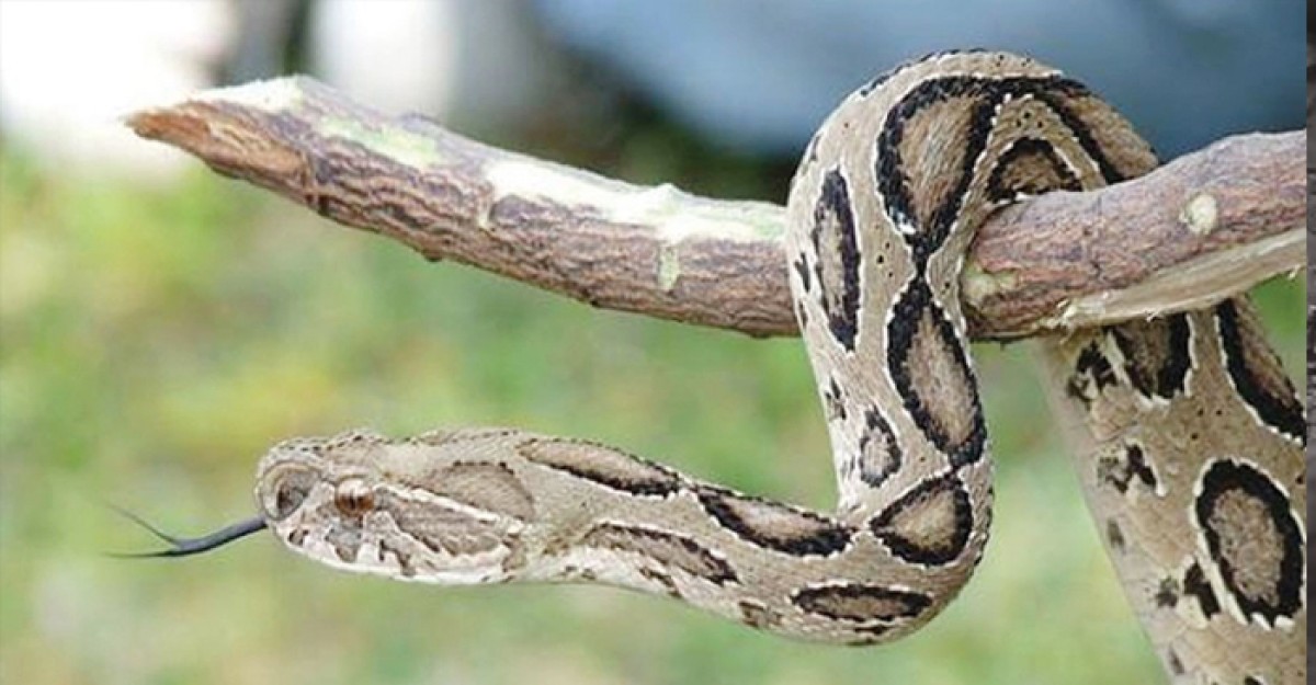 1717325562 1717325562