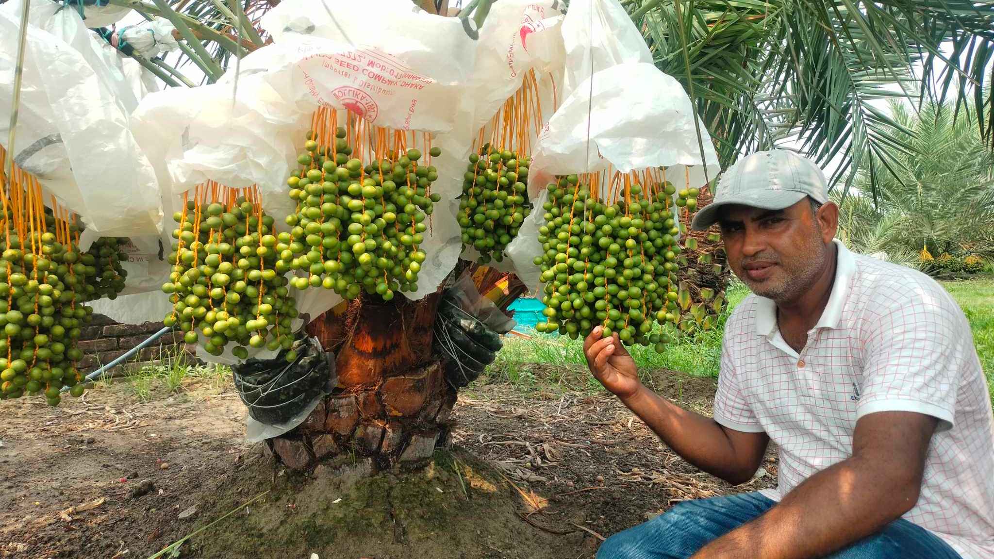 দিনাজপুরে সৌদির খেজুর চাষে জাকিরের চমক