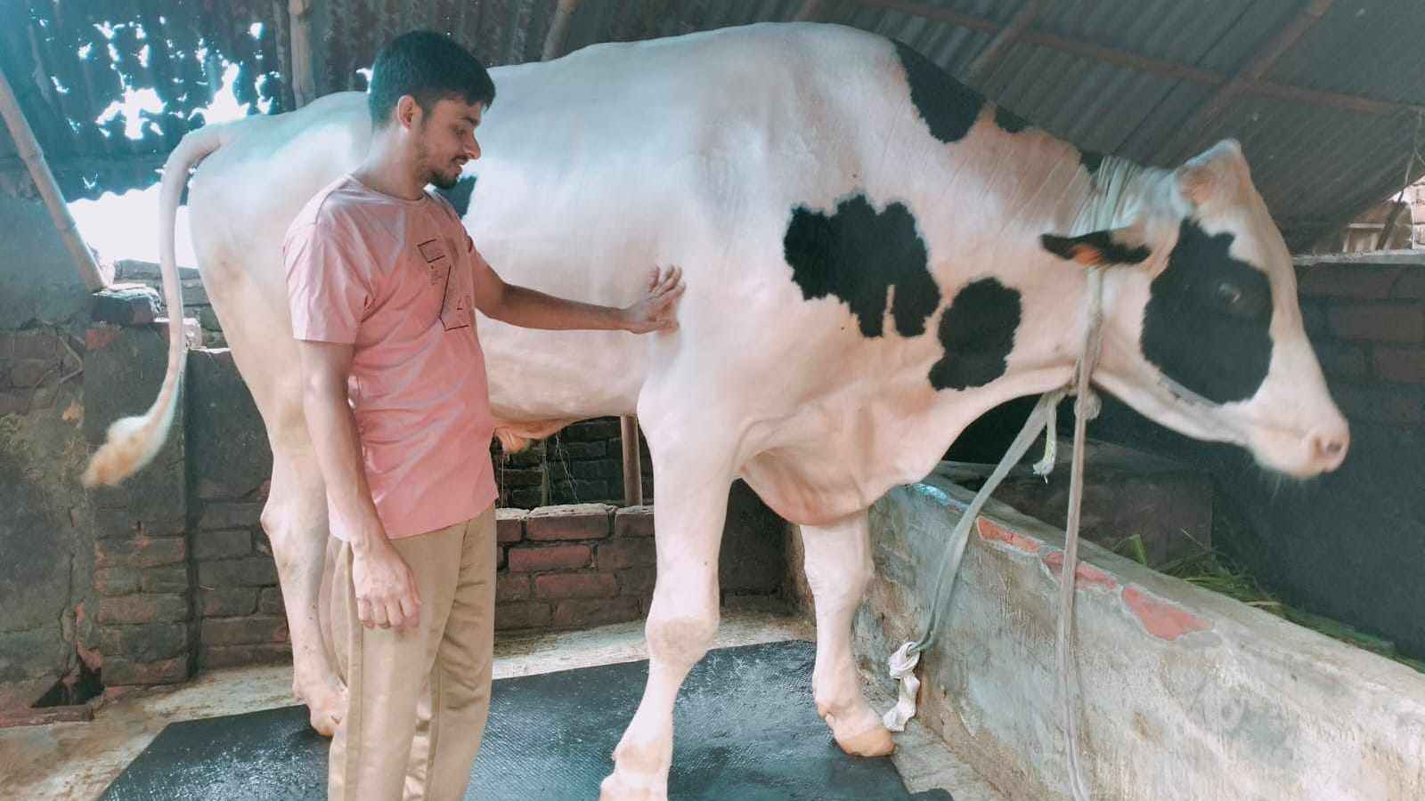 কোরবানির জন্য প্রস্তুত ‘বাংলার রাজা’, দাম ৩৫ লাখ