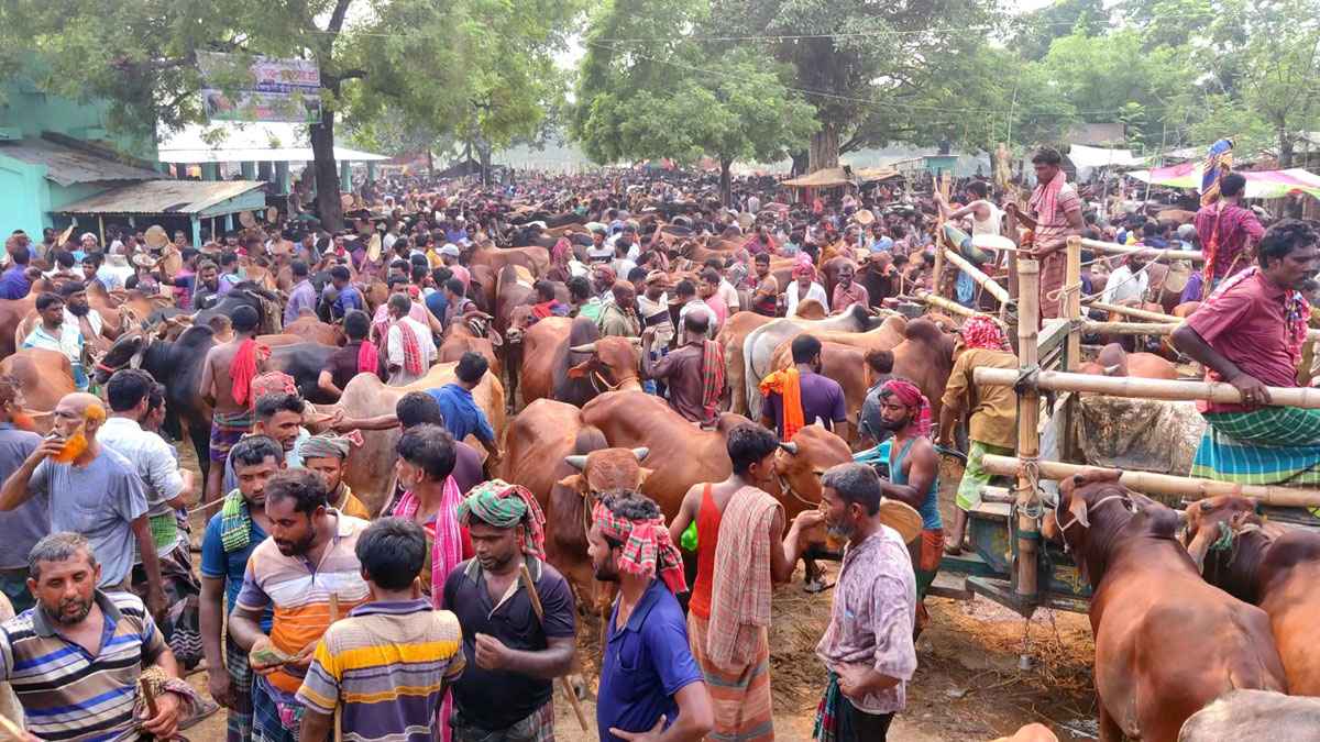 শেষ মুহূর্তে চুয়াডাঙ্গায় জমে উঠেছে পশুর হাট