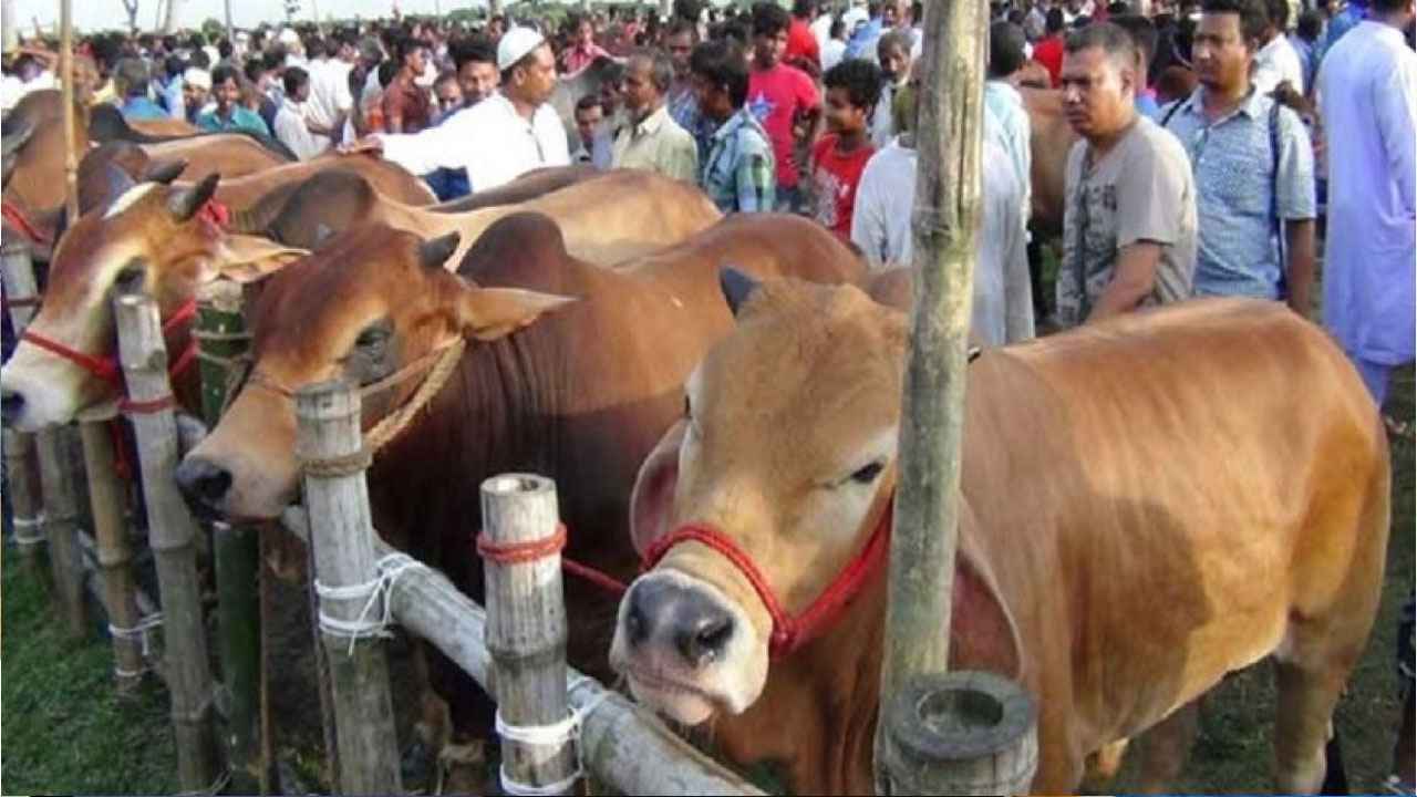 কসাই গরুর চেয়ে কোরবানির গরুর দাম বেশি কেন?