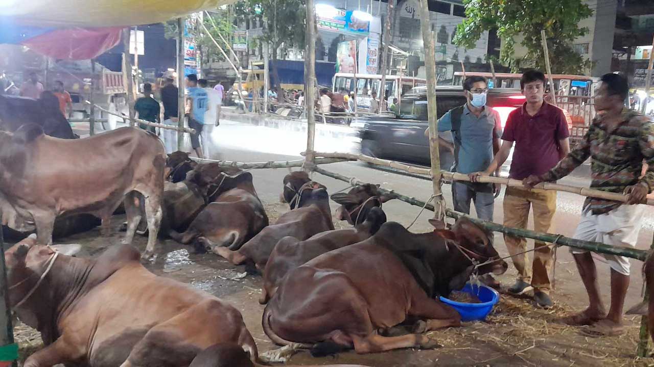 Cow2