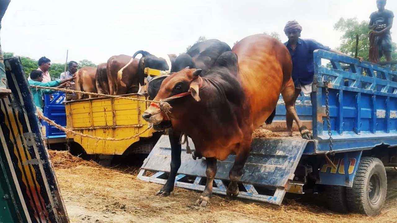 জোর করে হাটে গরু নামালে ছিনতাই মামলা হবে