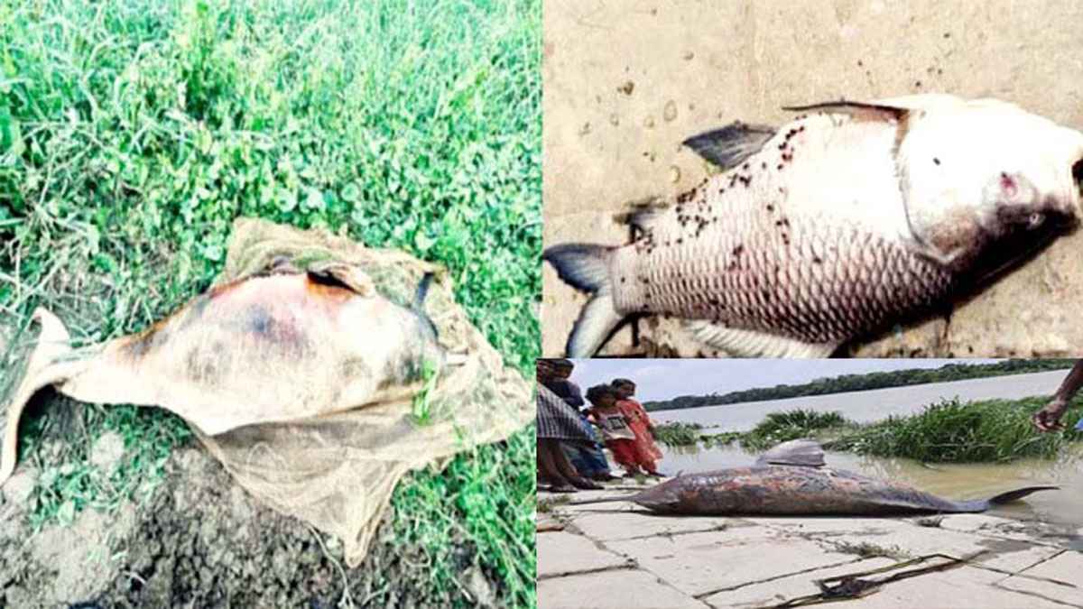 হালদায় মাছসহ ডলফিনের মৃত্যুর মিছিল, দায় কার?