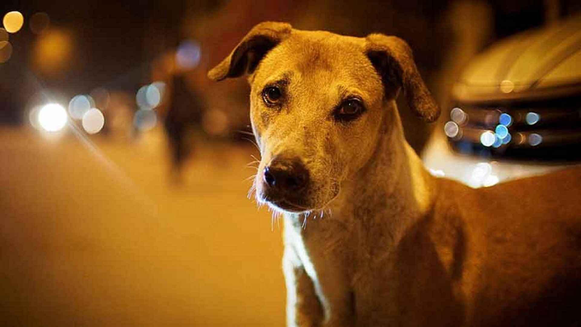 শ্রীমঙ্গলে কুকুরের কামড়ে শিশুসহ আহত ২২