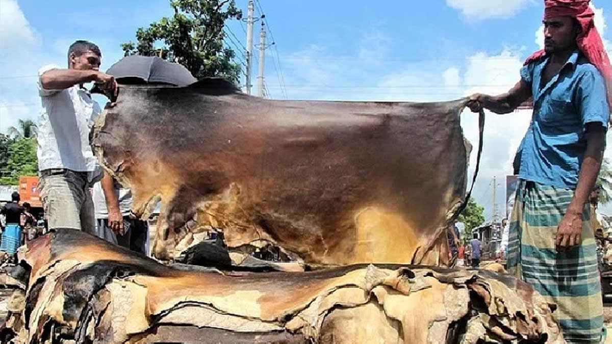 ঢাকায় কোরবানির গরুর চামড়ার দাম বাড়ল বর্গফুটে ৫ টাকা