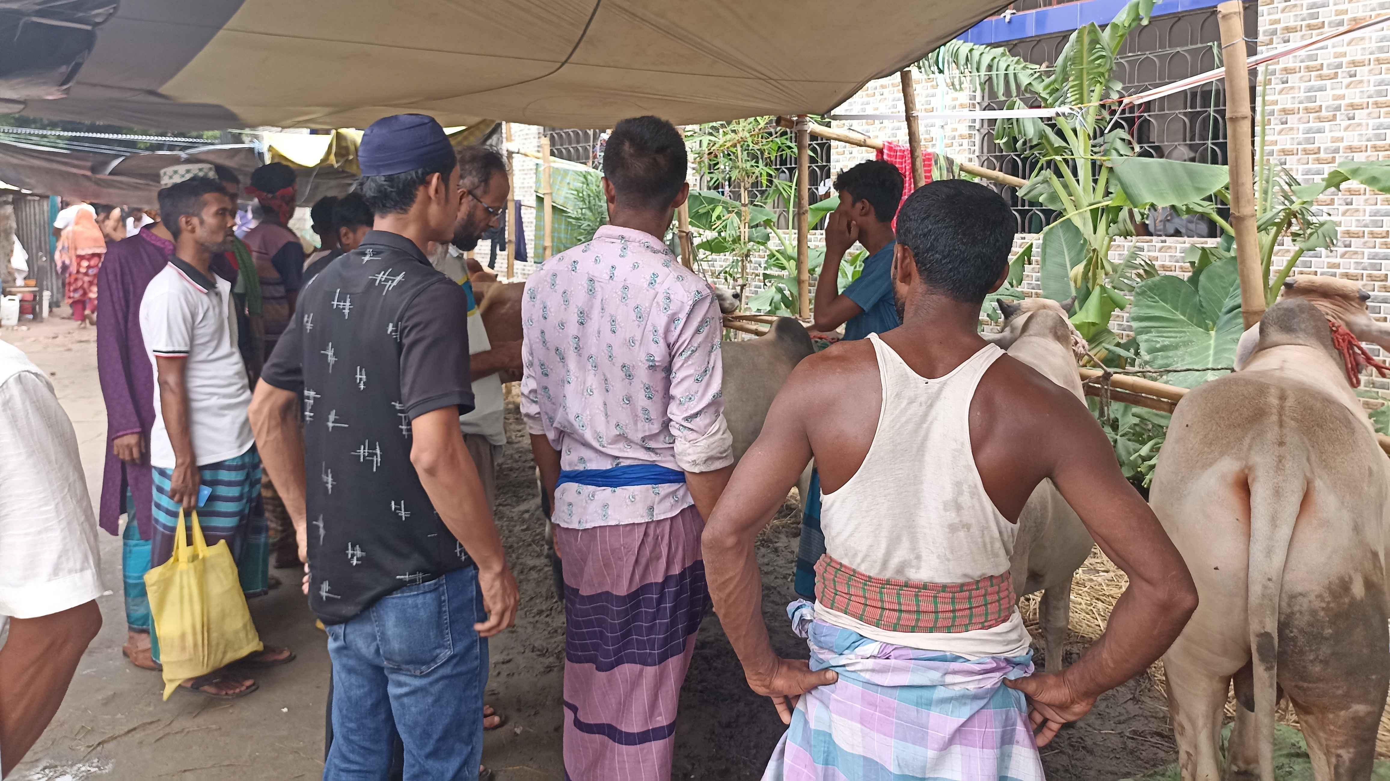 বাড়ছে ক্রেতা, আশাবাদী গরু ব্যবসায়ীরা