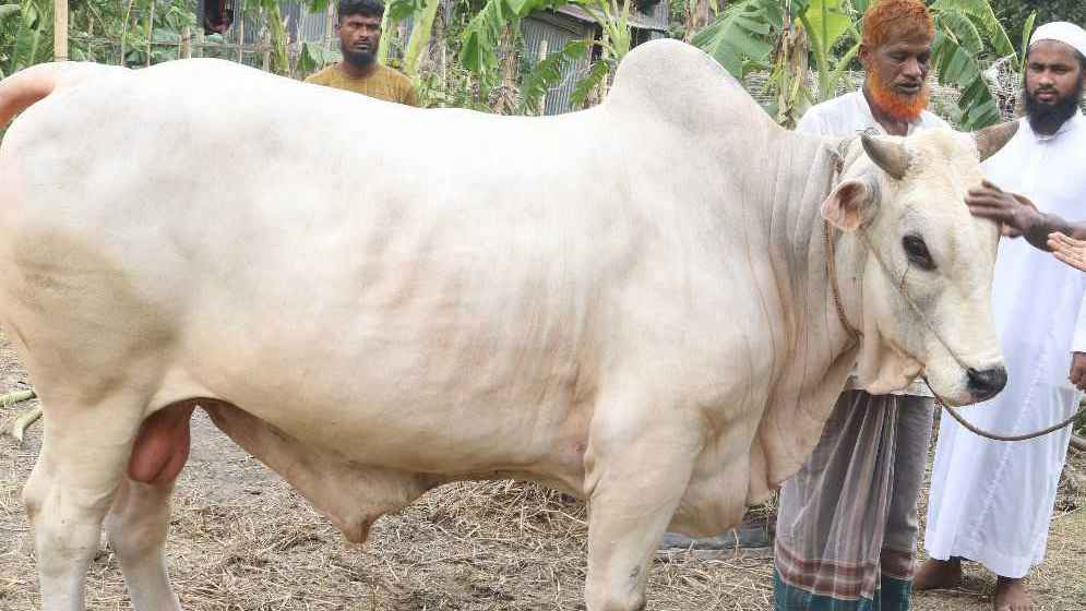 ঈদে মাঠ কাপাতে আসছে ২০ মণের ‘কাজল বাবু’