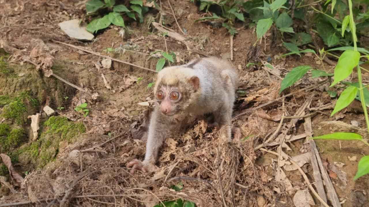 লোকালয়ে লজ্জাবতী বানর, কাপ্তাই জাতীয় উদ্যানে অবমুক্ত