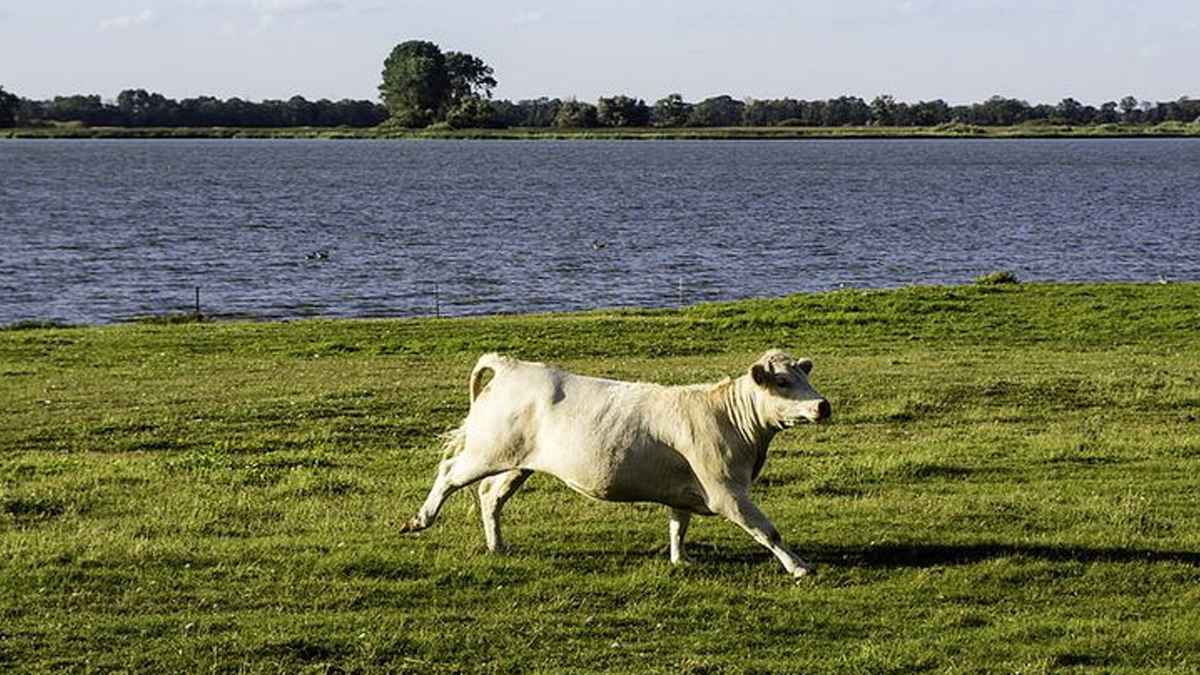 পাগল পশু কোরবানি করলে শুদ্ধ হবে?