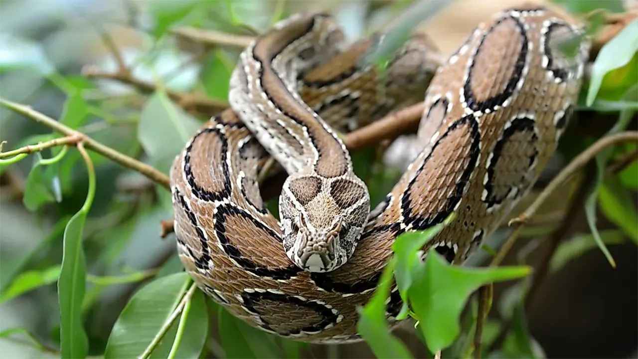 বিশ্বের ১০ বিষধর সাপের মধ্যে নেই রাসেল'স ভাইপার!