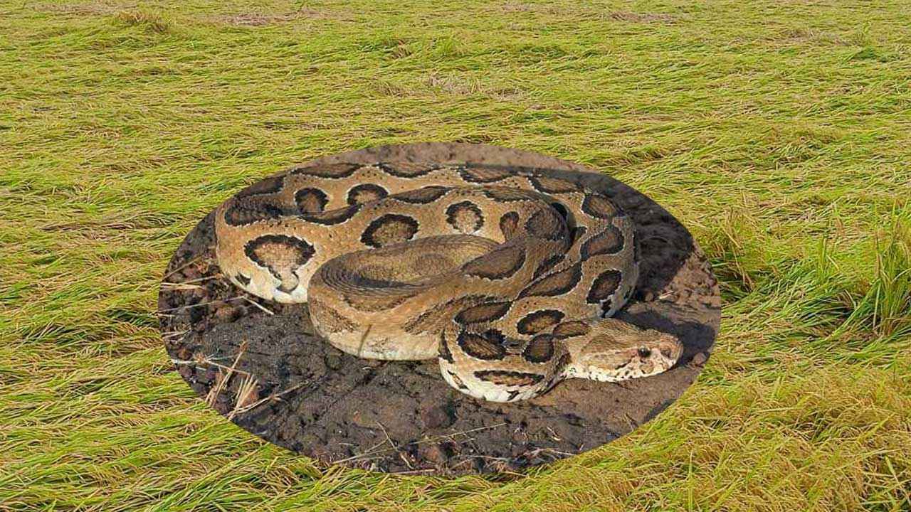 রাসেলস ভাইপার নিয়ে ভয় ও উদ্বেগের যৌক্তিকতা কতটা?