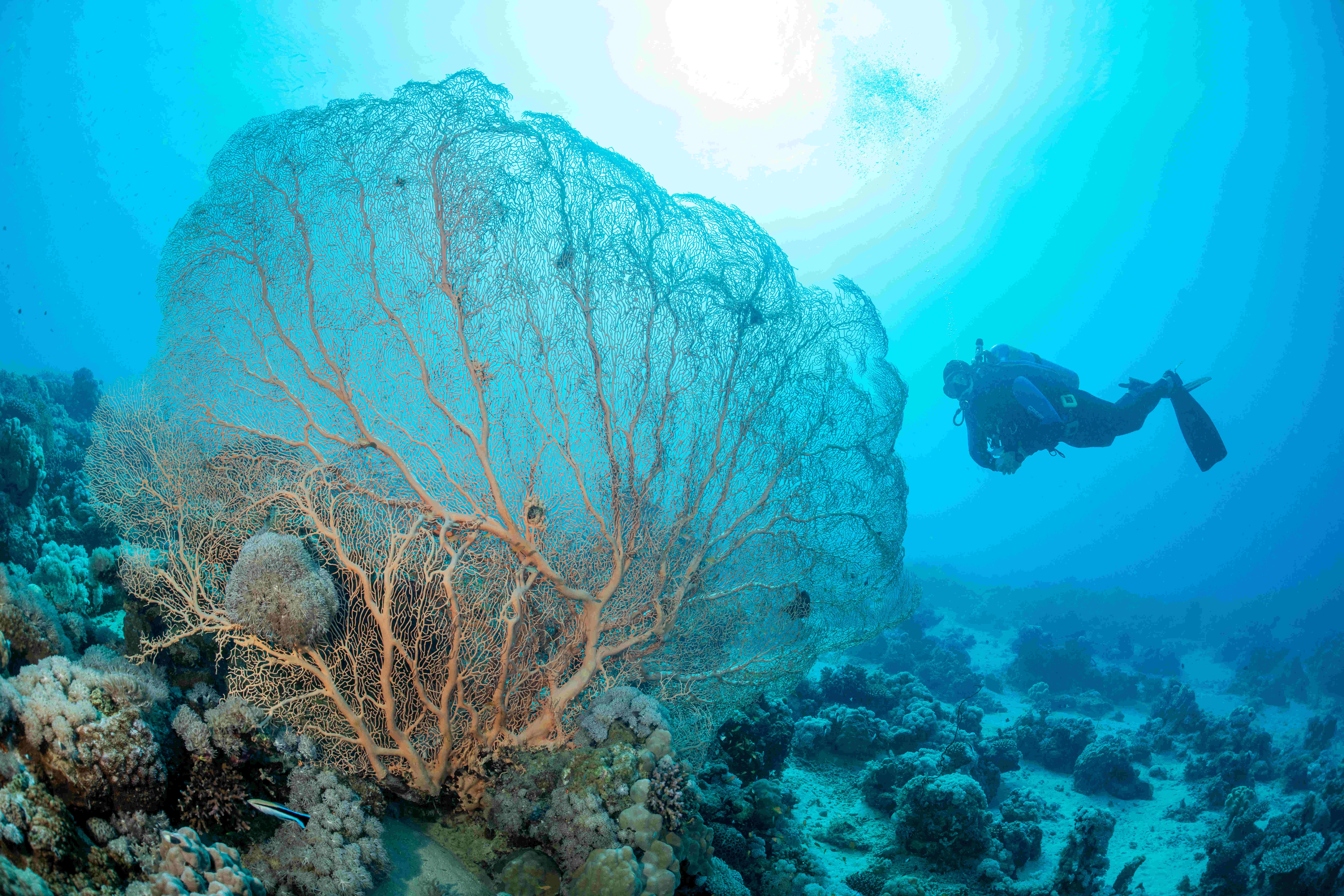 Snorkelling Snorkelling
