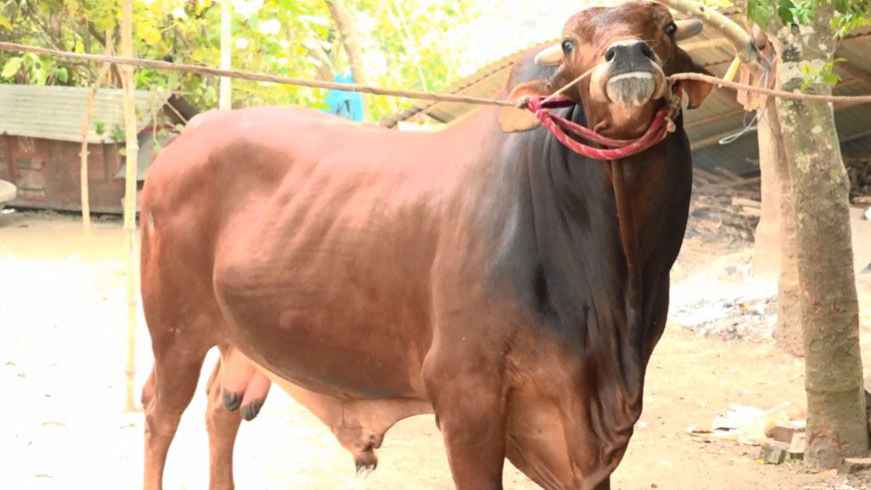 ঝিনাইদহে ২৫ মণের ‘মামা-ভাগ্নে’ কাঁপাচ্ছে কোরবানির বাজার