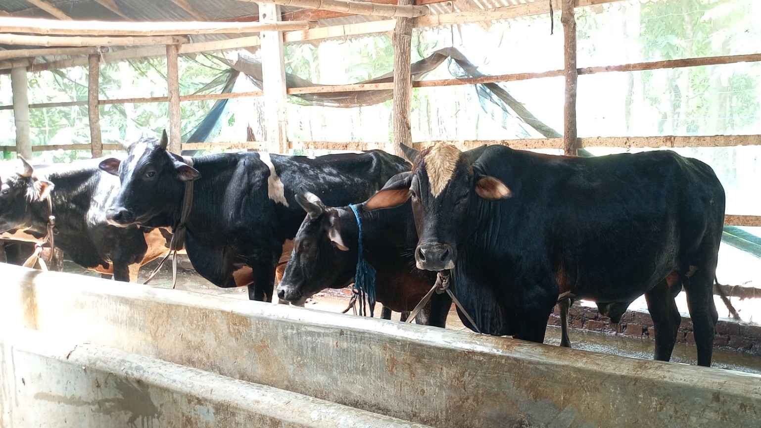 পিরোজপুরে চাহিদার চেয়ে বেশি পশু প্রস্তুত, পরিচর্যায় ব্যস্ত খামারিরা