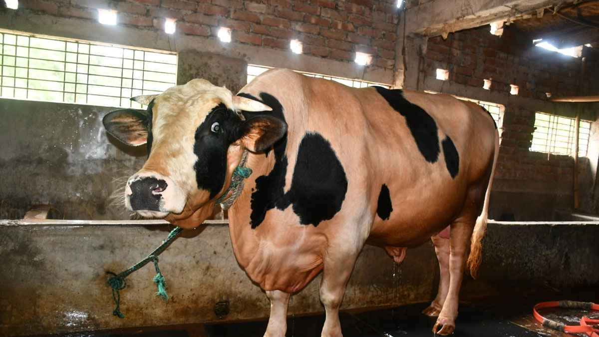 ৩০ মণ ওজনের সম্রাটের দাম ১২ লাখ